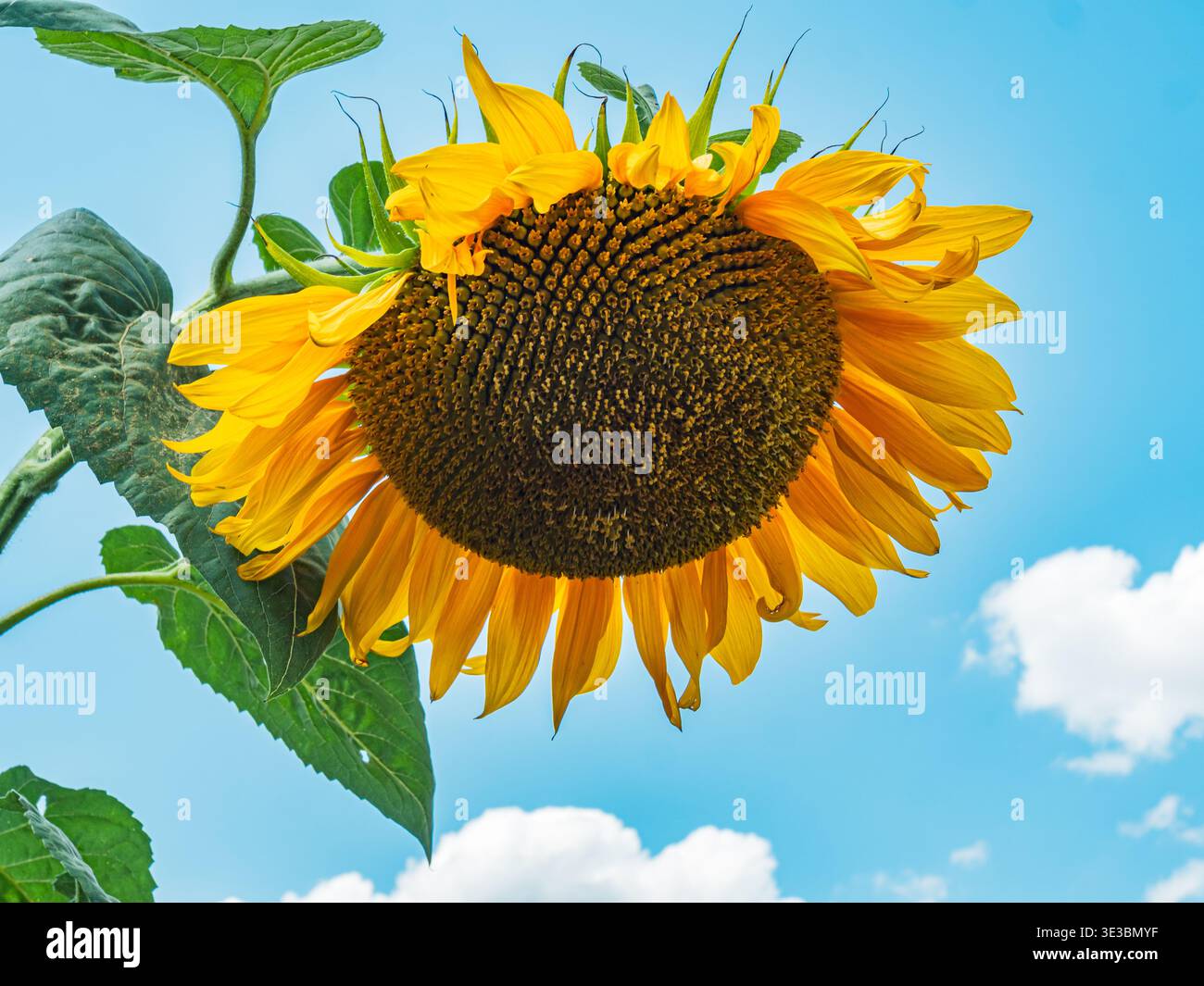 Un luminoso girasole si erge alto sotto un cielo azzurro e limpido in un giardino vivace in un pomeriggio di sole Foto Stock