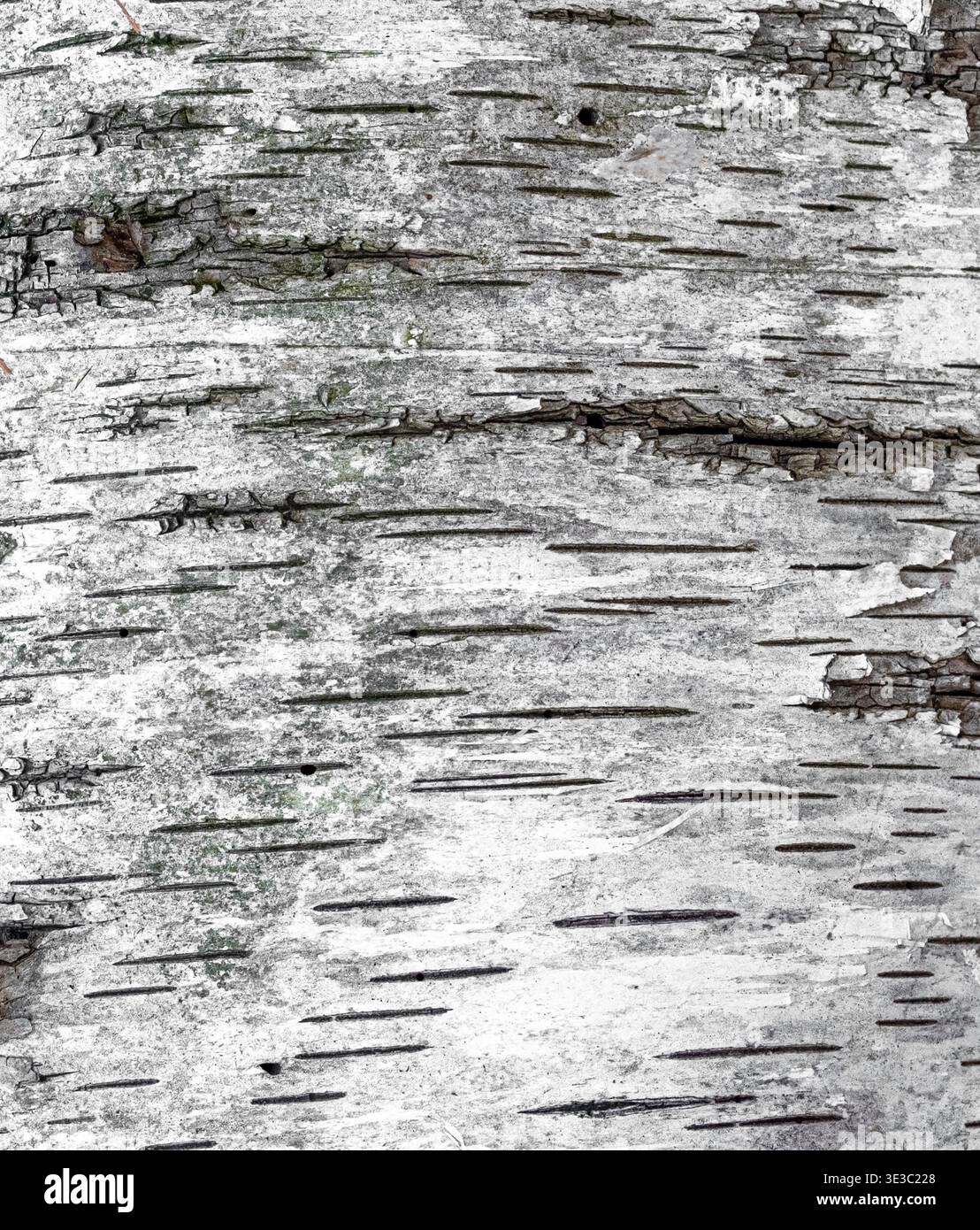 Primo piano di corteccia di betulla bianca con distintive marcature orizzontali, strati di peeling e struttura in legno naturale. Ideale per ambienti naturali, o Foto Stock