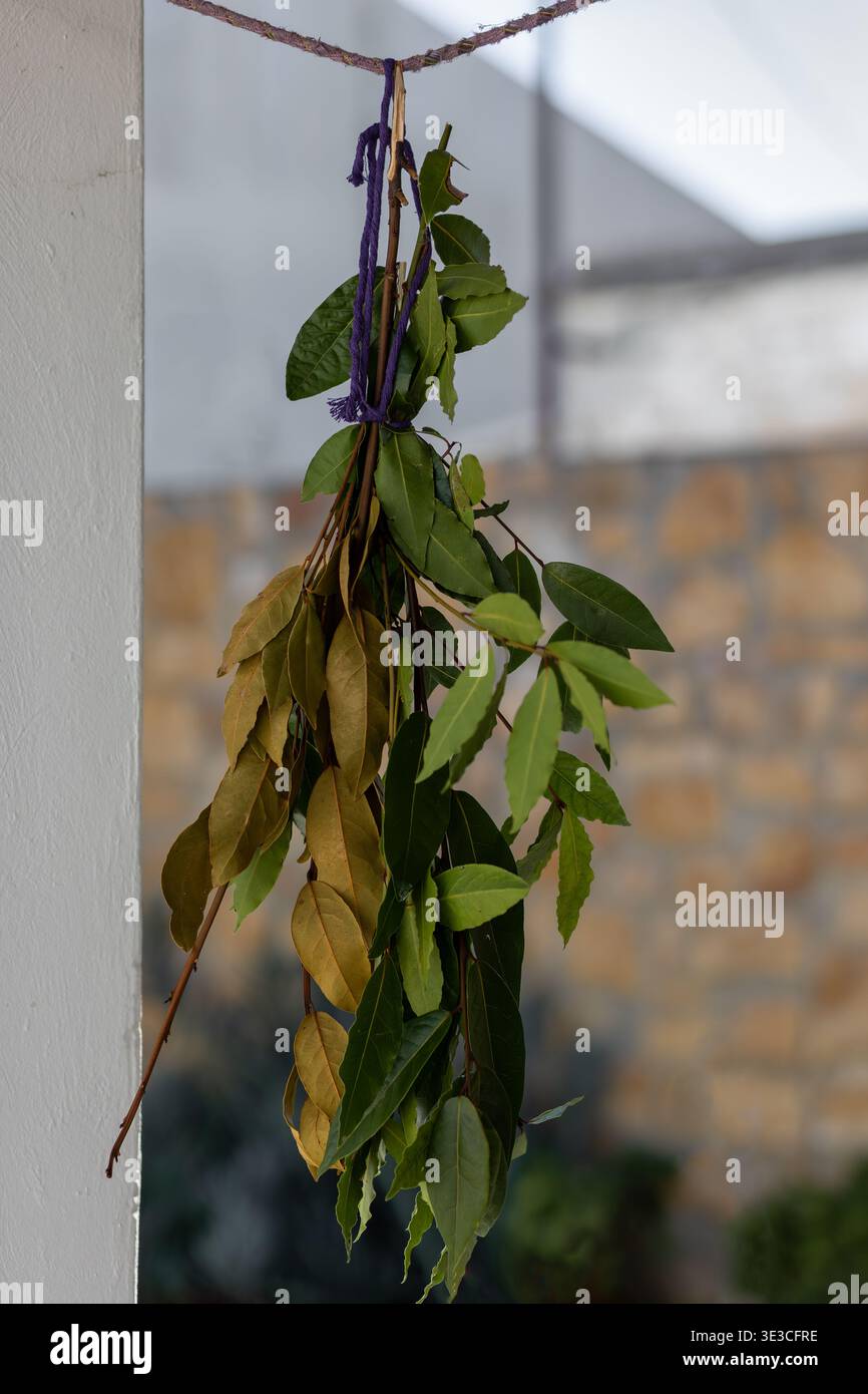 I rami di alloro di baia appesi sulla corda per asciugare, mescolando foglie verdi fresche e ingiallibili pronte per l'uso come erbe aromatiche culinarie in cucina rustica e casalinga Foto Stock