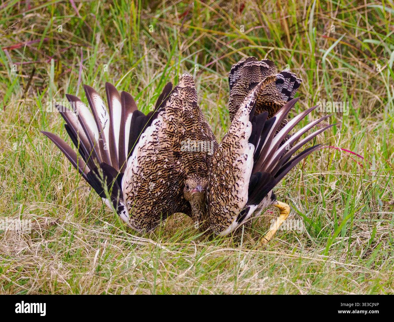 Un impressionante uccello in piena mostra, che sfoggia le ali e la coda Foto Stock