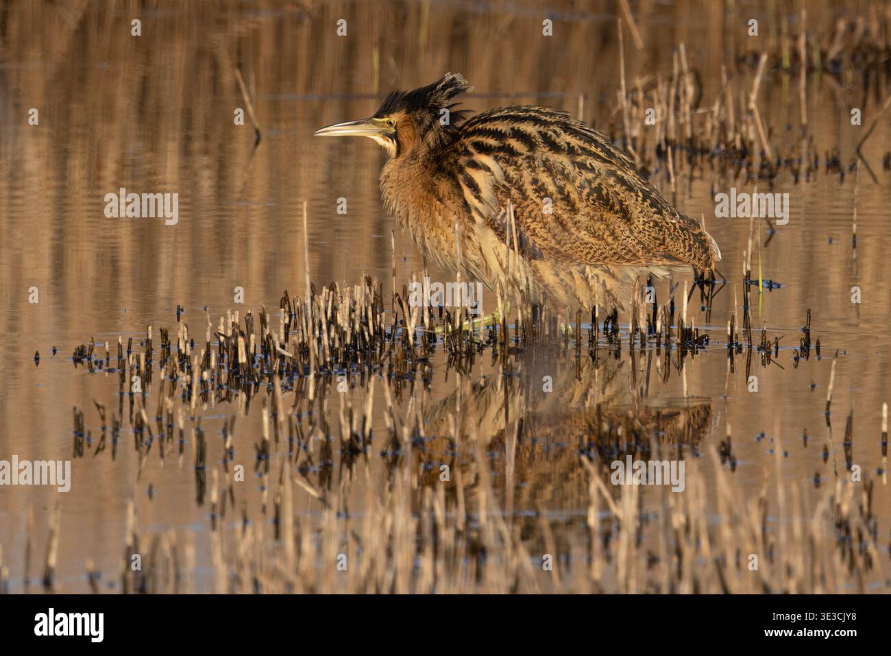 Great Bittern (Botaurus stellaris) piume di nuca con collo arricciato Norfolk marzo 2026 Foto Stock