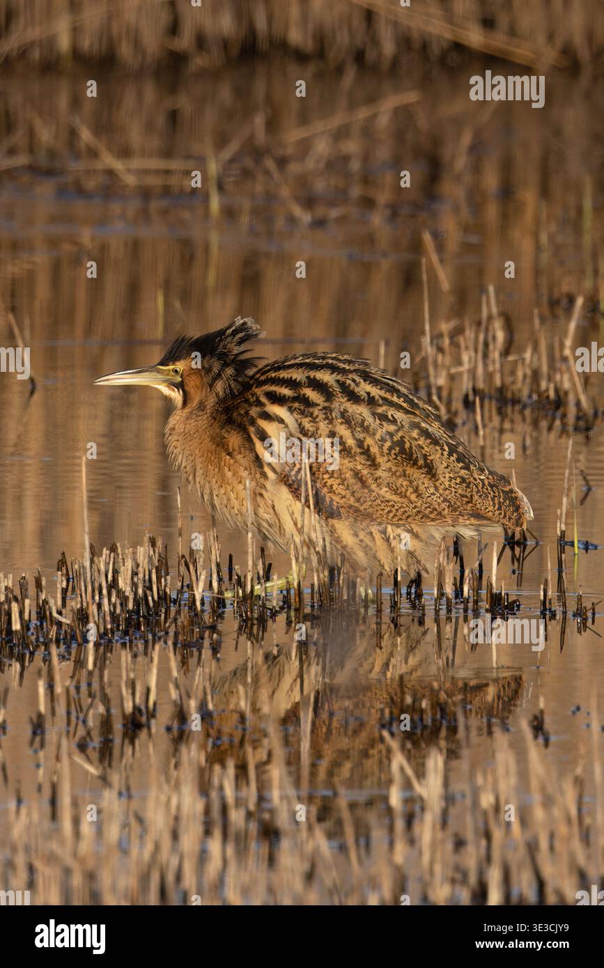 Great Bittern (Botaurus stellaris) piume di nuca con collo arricciato Norfolk marzo 2026 Foto Stock