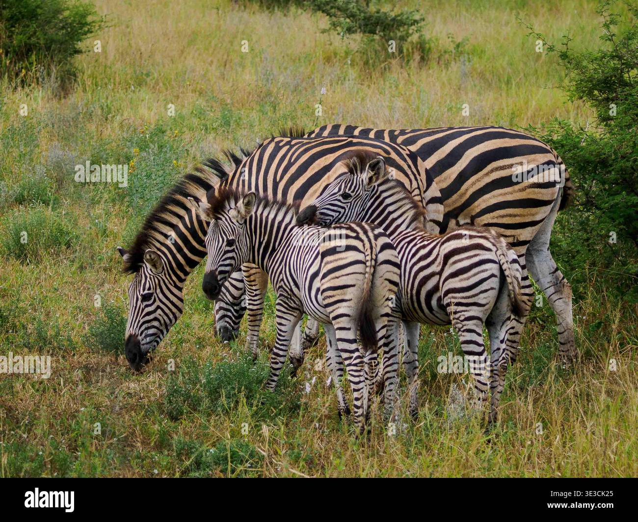 Un piccolo gruppo di zebre sta vicino all'erba e le loro strisce si fondono in un ritmo condiviso Foto Stock