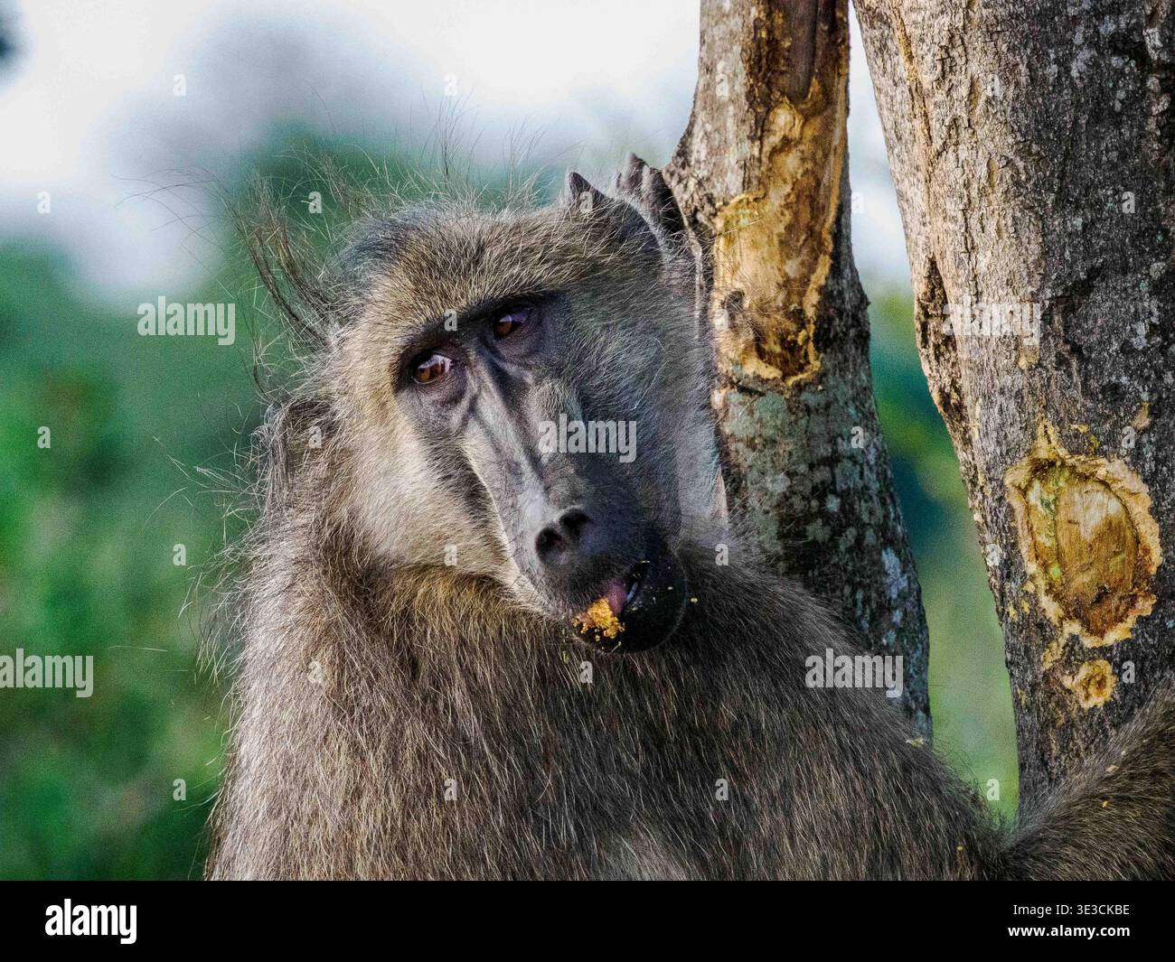 Un babbuino si ferma trovando il suo cibo in un albero, il suo volto espressivo incorniciato da pellicce grossolane e dalla luce soffusa della foresta Foto Stock