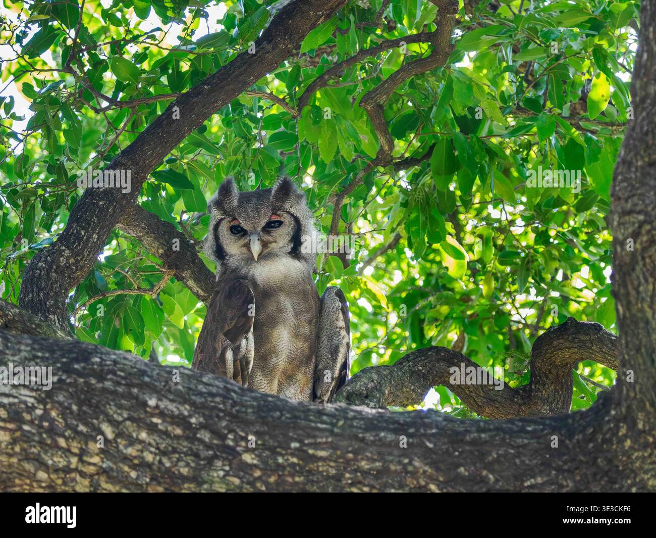 Un gufo d'aquila riposa tranquillamente tra le foglie, i suoi occhi vigili si fondono nel morbido baldacchino verde della foresta Foto Stock