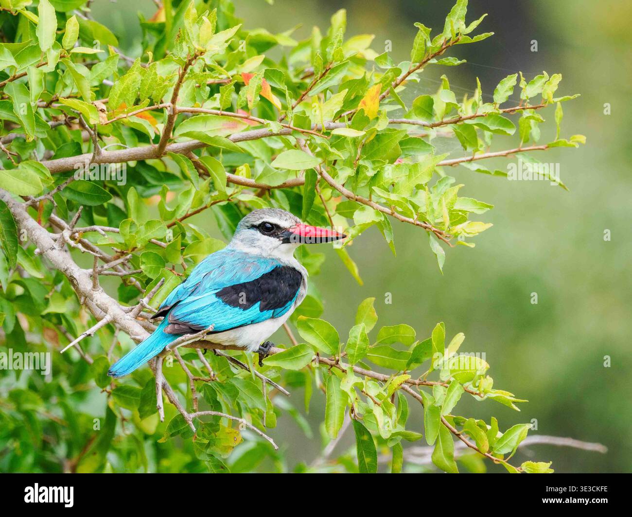 Un brillante uccello del Woodland Kingfisher è arroccato tra foglie fresche e le sue ali turchesi si illuminano contro il verde Foto Stock