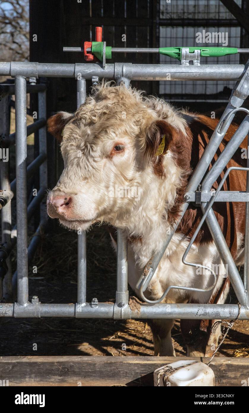 Toro di Hereford nel fienile di un'azienda agricola nel sormland, svezia Foto Stock
