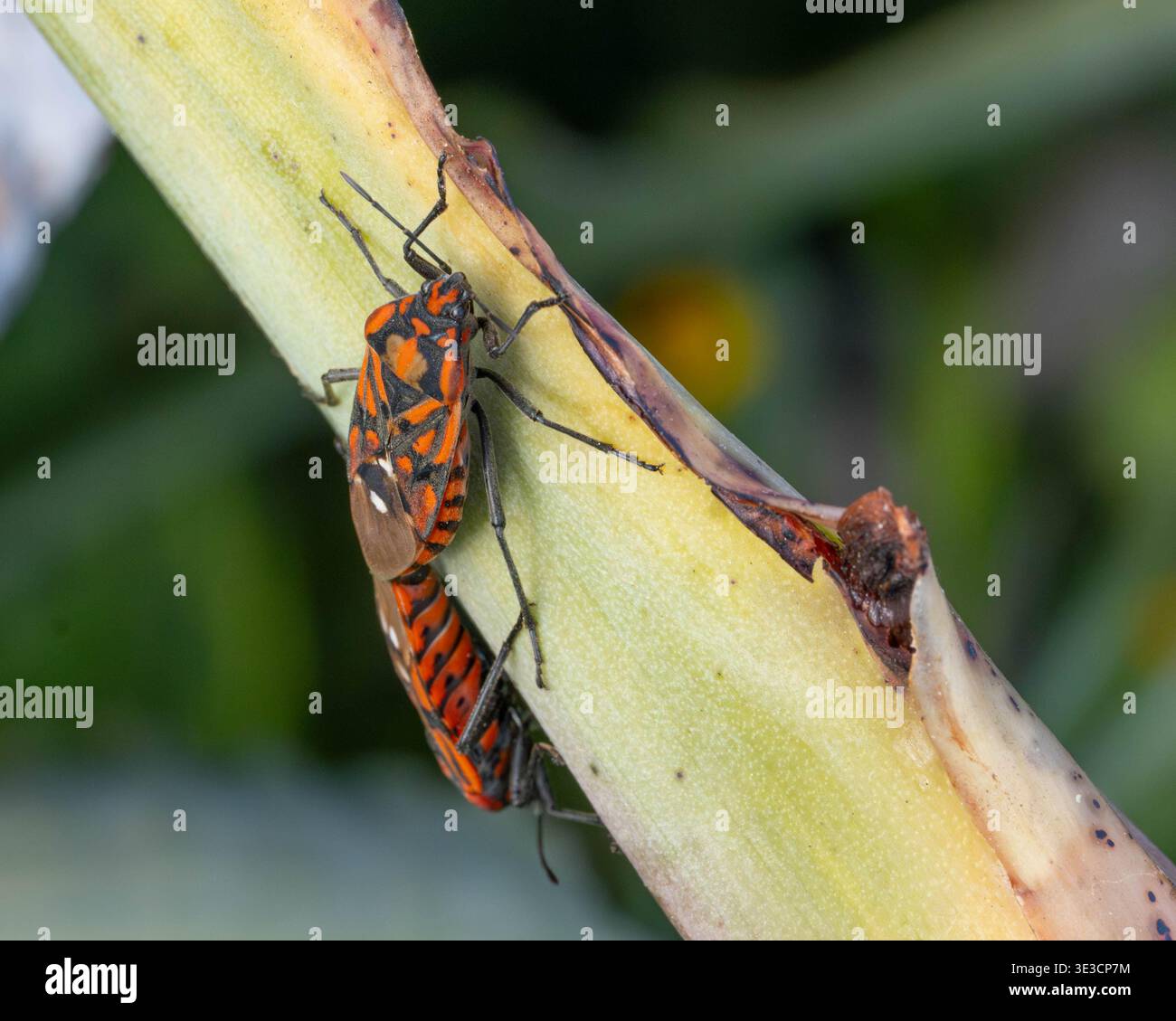 Accoppiamento degli insetti Shield in natura in buona qualità. Foto di alta qualità Foto Stock