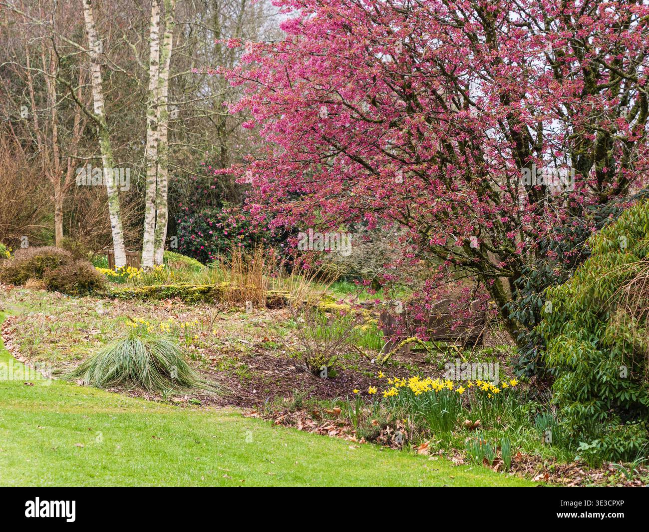 I ciliegi fioriti all'inizio della primavera, Prunus 'Okame', sbocciano in una scena alla Garden House, Buckland Monachorum, Devon UK Foto Stock