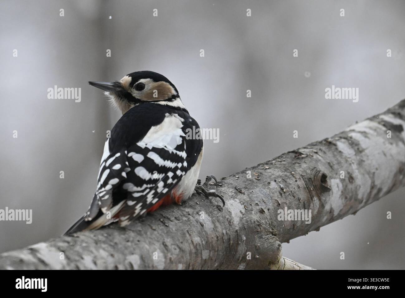 Picchio maculato, Dendrocopos Major sull'albero, Hokkaido, Giappone. Foto Stock