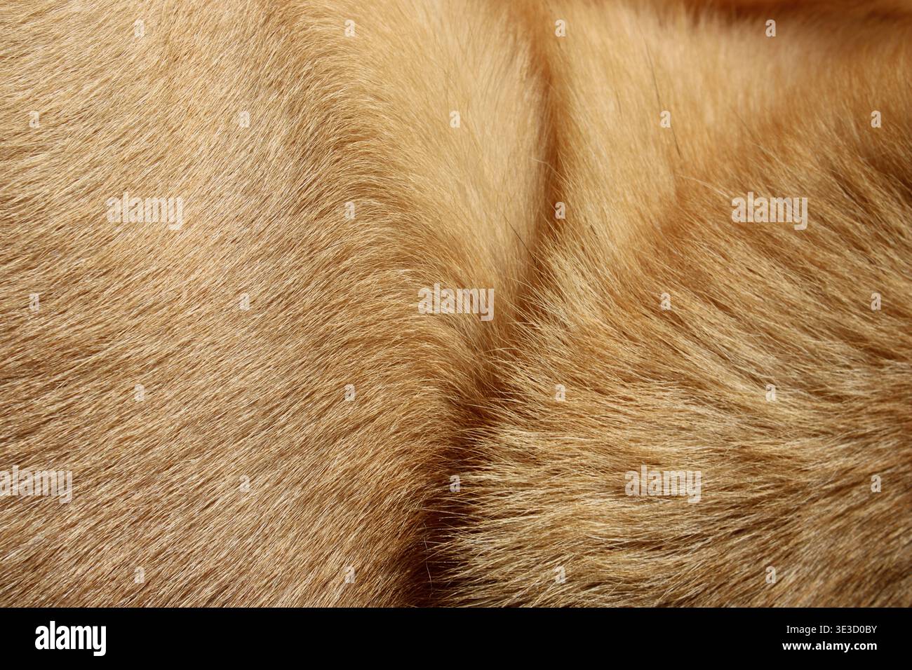 La pelliccia dorata morbida è visibile con varie texture e motivi. La luce calda del sole crea ombre e luci. Questo è probabilmente dovuto a un animale domestico che si rilassa Foto Stock
