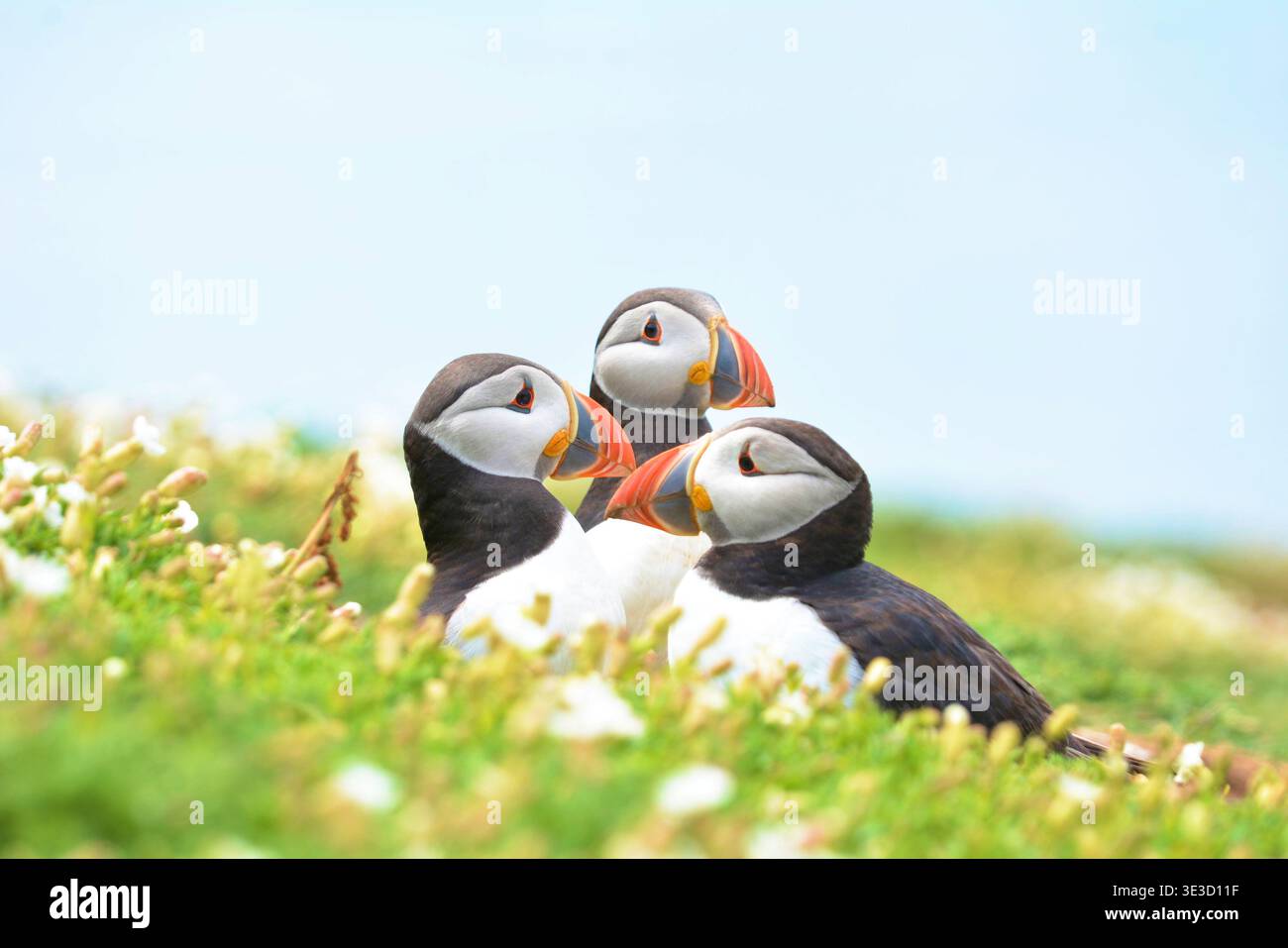 Puffin Atlantico con fiori Foto Stock