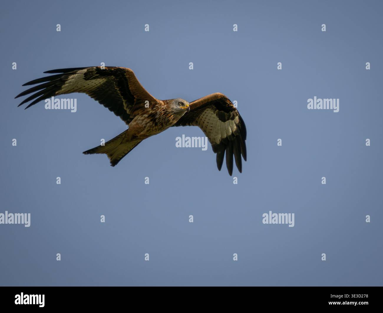 Uccello maschio Red Kite in volo Foto Stock