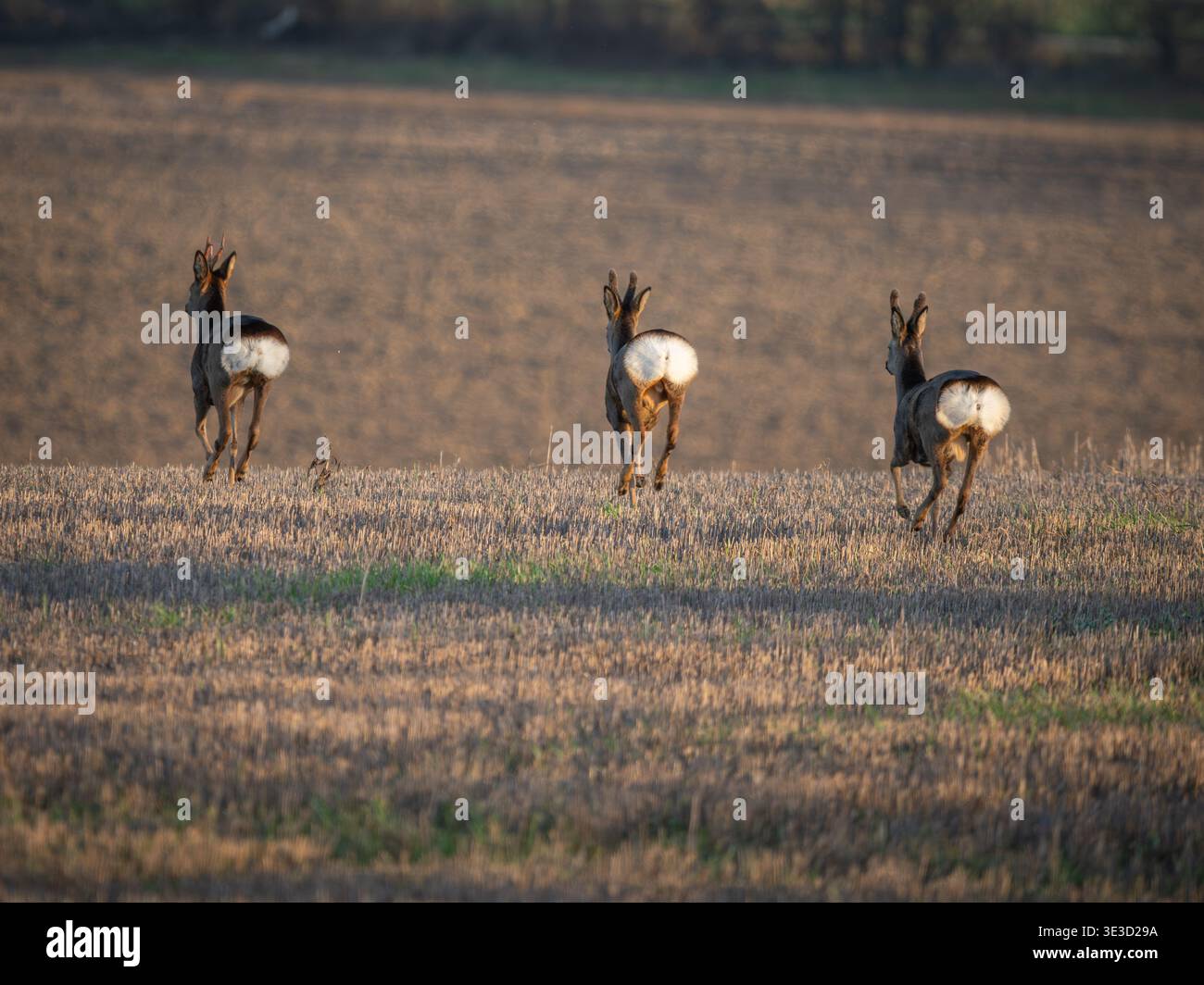 Roe Deer Family che corre in un campo Foto Stock