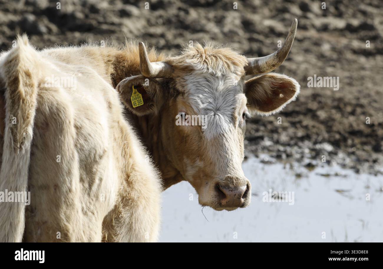 Manzo proveniente dall'azienda agricola biologica Jahnsfeld nel Brandeburgo. Le vacche nutrici pascolano la prateria circostante in estate e trascorrono l'inverno in un box con Foto Stock