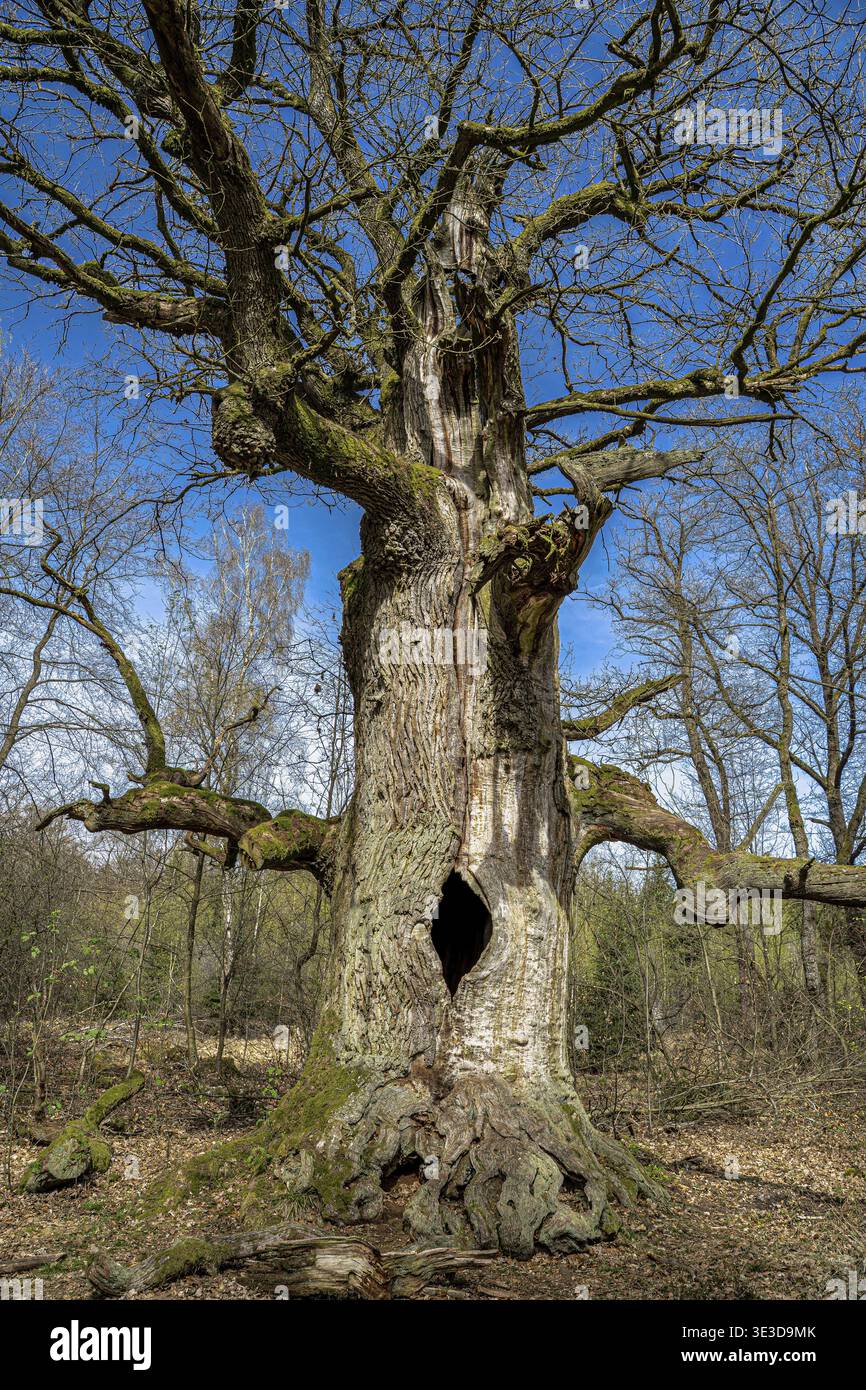 Quercia inglese (Quercus robur), quercia da fuoco proveniente dalla foresta primordiale di Sababurg a Reinhardswald, la più antica riserva naturale dell'Assia, Germania Foto Stock