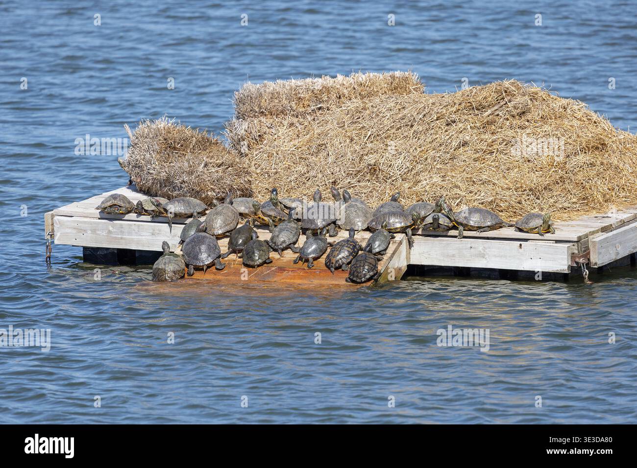 Tartarughe di scorrimento con orecchie rosse (Trachemys scripta elegans) che prendono il sole su una piattaforma galleggiante di anatra in un primo pomeriggio primaverile nella contea di Lee, Iowa, Stati Uniti. Questa t Foto Stock
