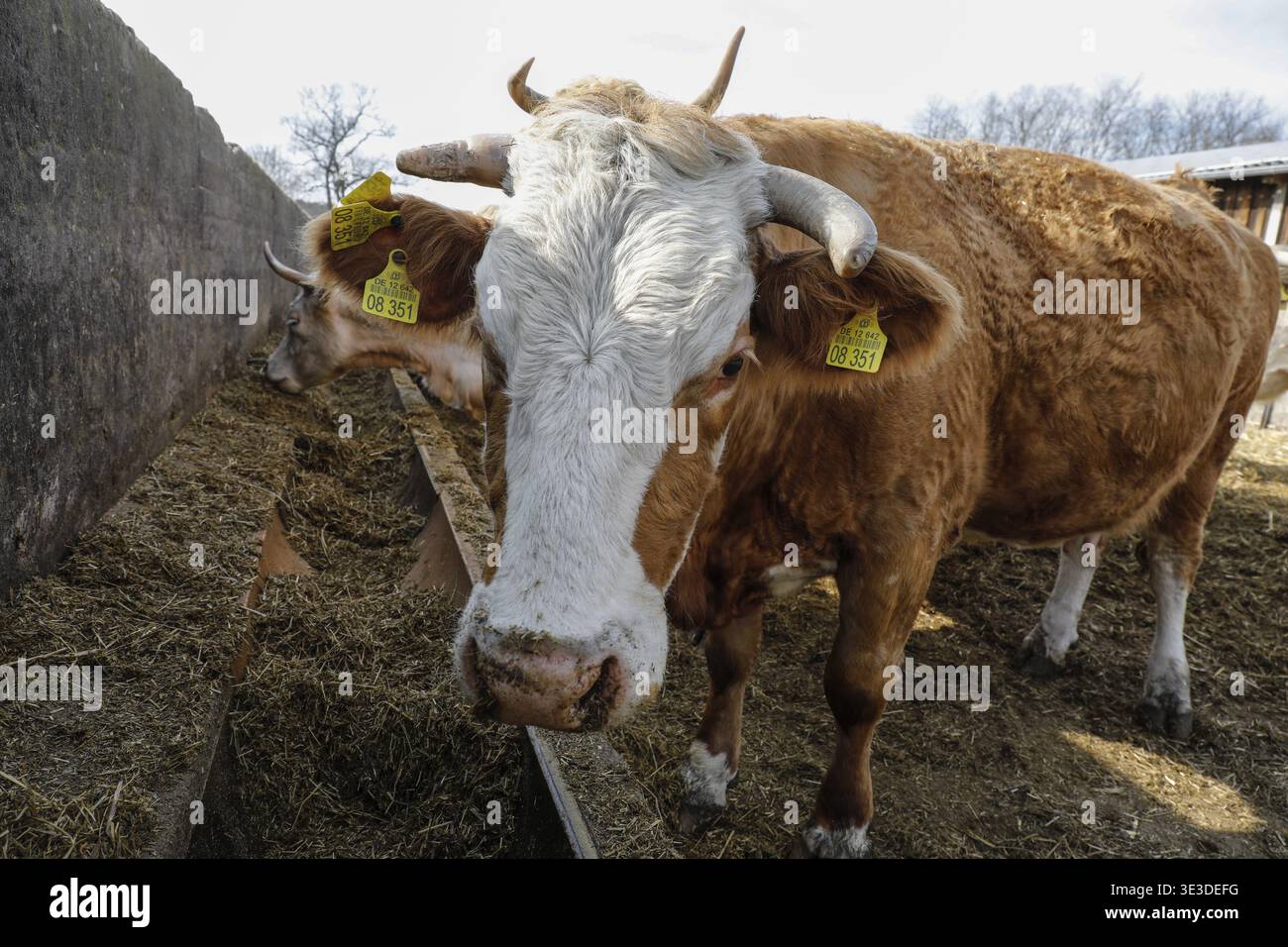 Bestiame proveniente dall'azienda agricola biologica Jahnsfeld nel Brandeburgo. Le vacche nutrici pascolano la prateria circostante in estate e trascorrono l'inverno in un parco giochi Foto Stock