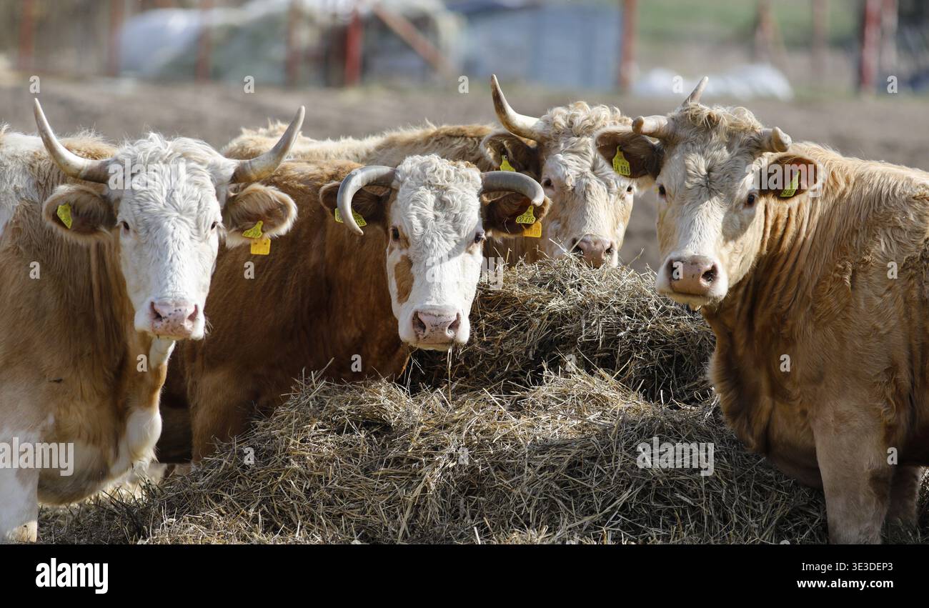 Bestiame proveniente dall'azienda agricola biologica Jahnsfeld nel Brandeburgo. Le vacche nutrici pascolano la prateria circostante in estate e trascorrono l'inverno in un parco giochi Foto Stock