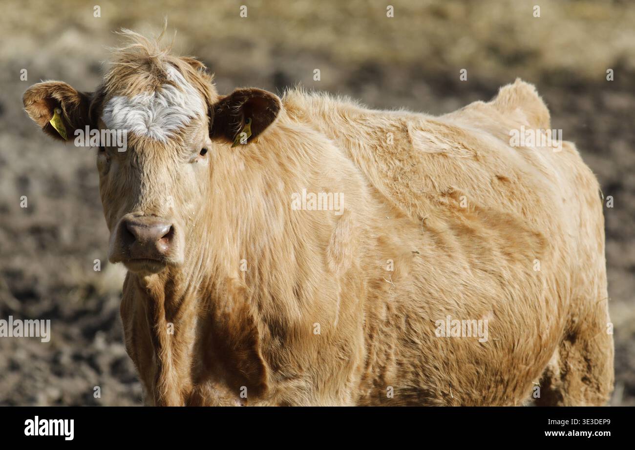 Manzo proveniente dall'azienda agricola biologica Jahnsfeld nel Brandeburgo. Le vacche nutrici pascolano la prateria circostante in estate e trascorrono l'inverno in un box con Foto Stock