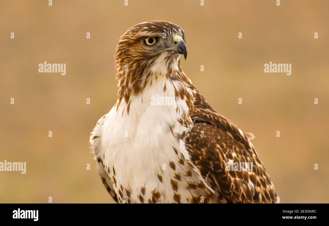 Hawk ad ala larga - Un teleobiettivo sul lato anteriore di un Hawk ad ala larga appollaiato in cima a una collina in una soleggiata serata di primavera. Bear Creek Lake Park, Colorado, Stati Uniti. Foto Stock