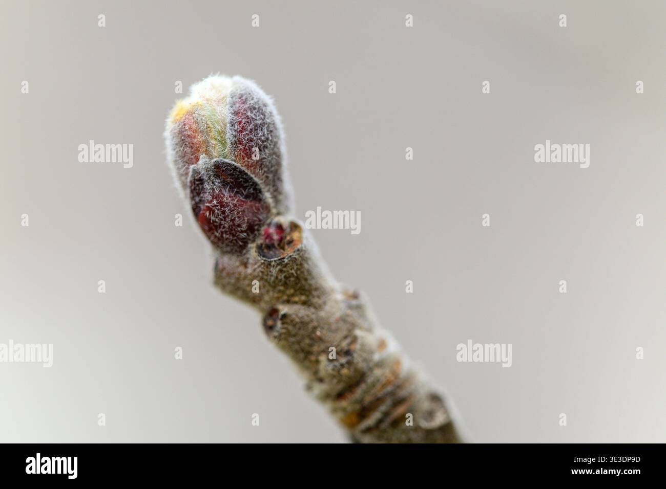 Albero di mele in erba in primavera, macro primo piano di giovani gemme Foto Stock