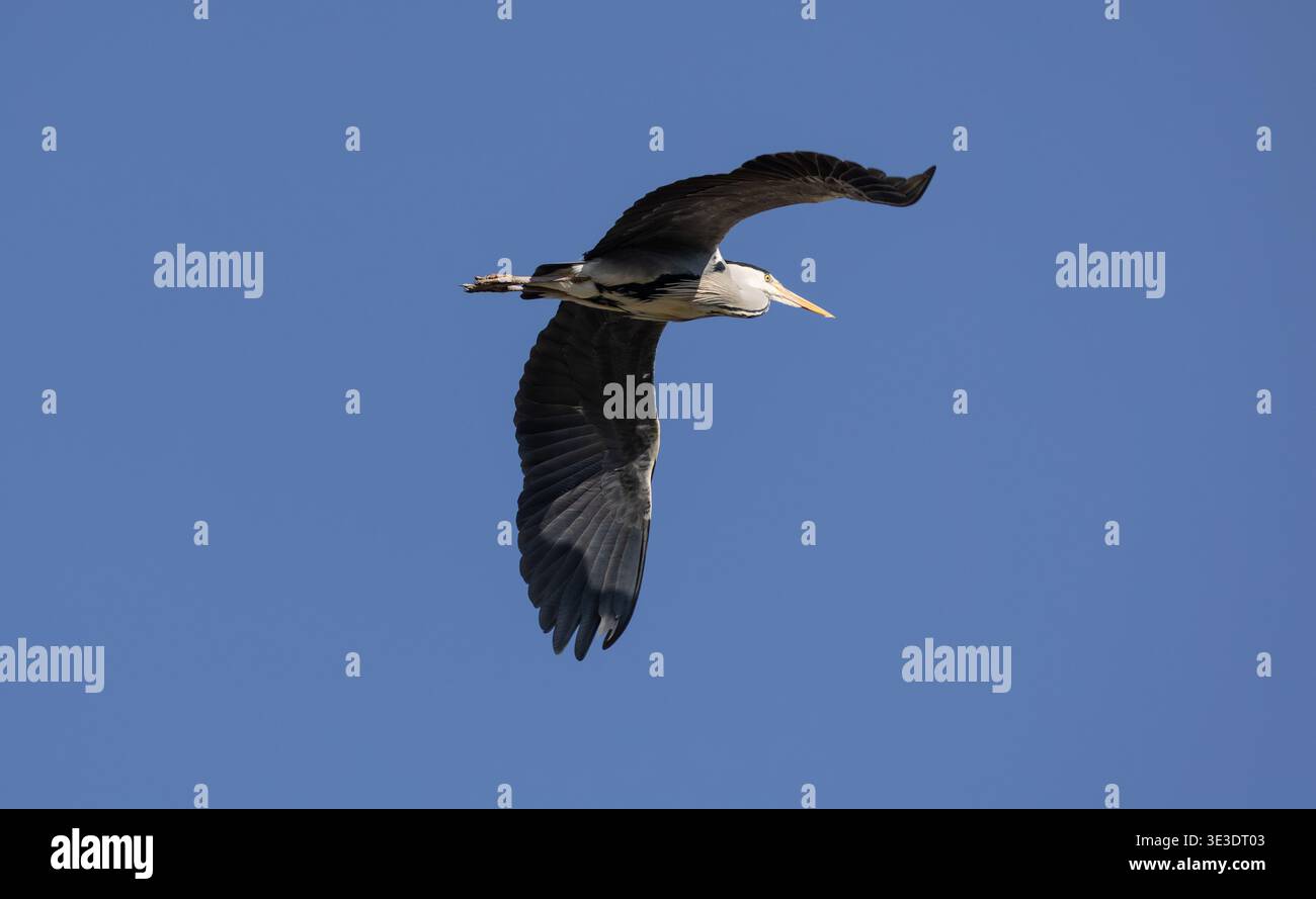 Un airone grigio che vola contro un cielo azzurro Foto Stock