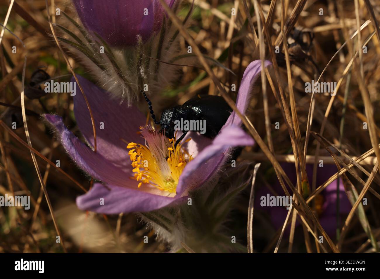 Scarabeo a olio nero (Meloe proscarabaeus) che si nutre della flora primaverile Macro Wildlife Foto Stock