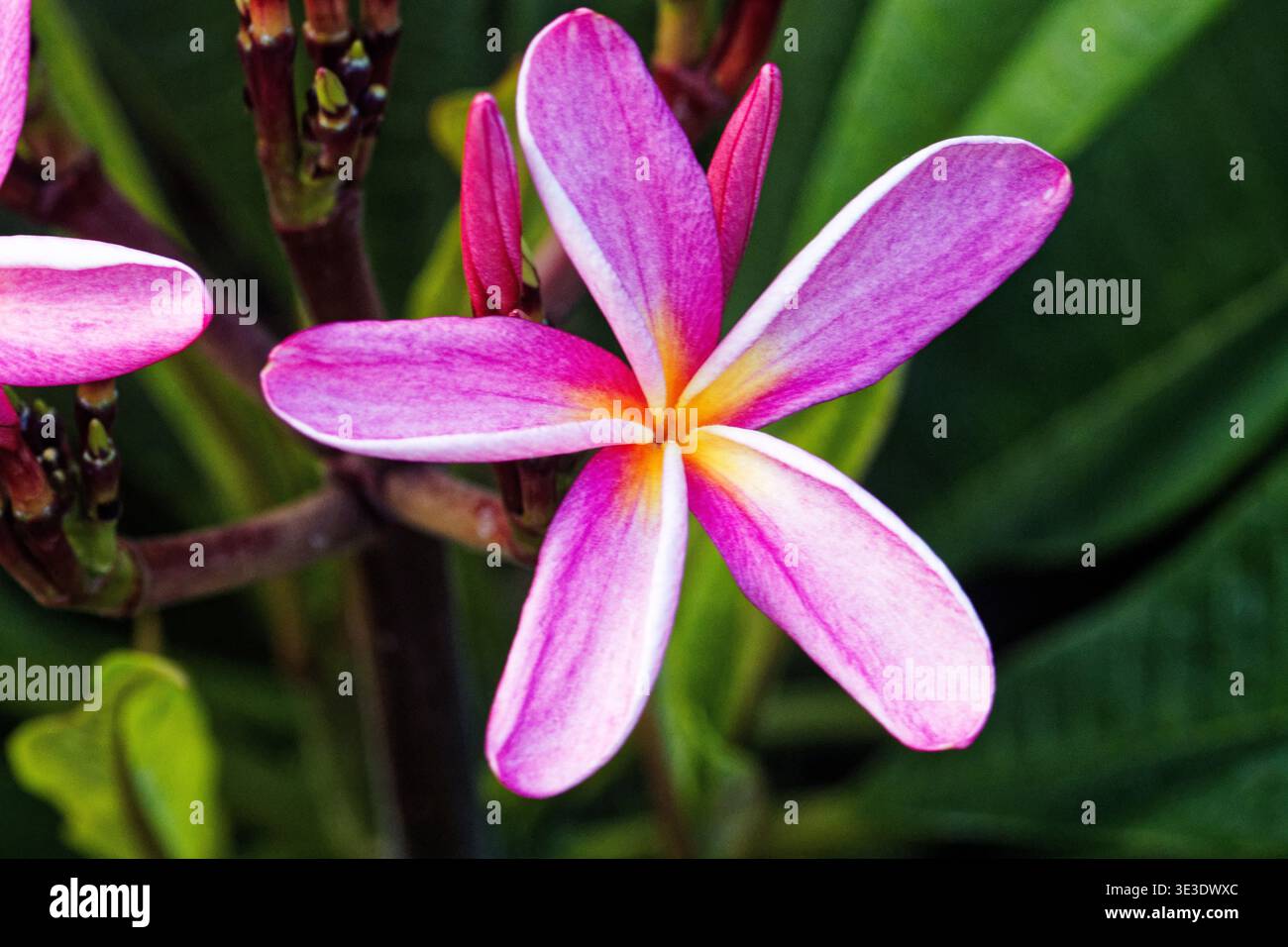 Plumeria rubra è una specie di piante decidue appartenente al genere Plumeria. I suoi nomi comuni includono frangipani, paucipan rosso e gelsomino rosso. Foto Stock