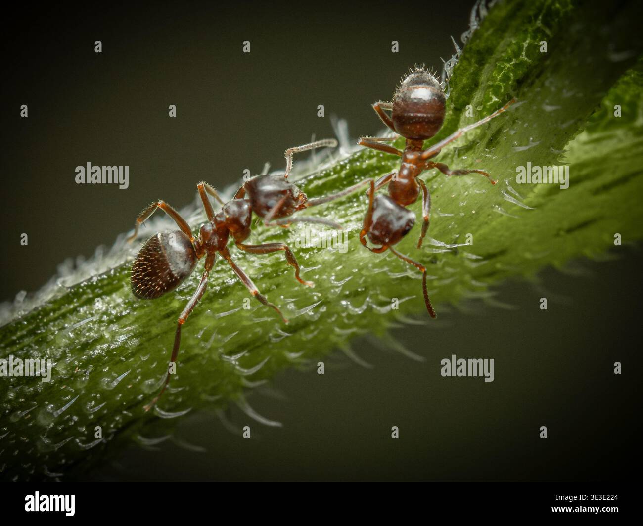 Due formiche si trovano su uno stelo di pianta verde, una è rivolta verso la telecamera e l'altra è rivolta lontano dalla telecamera. Foto Stock