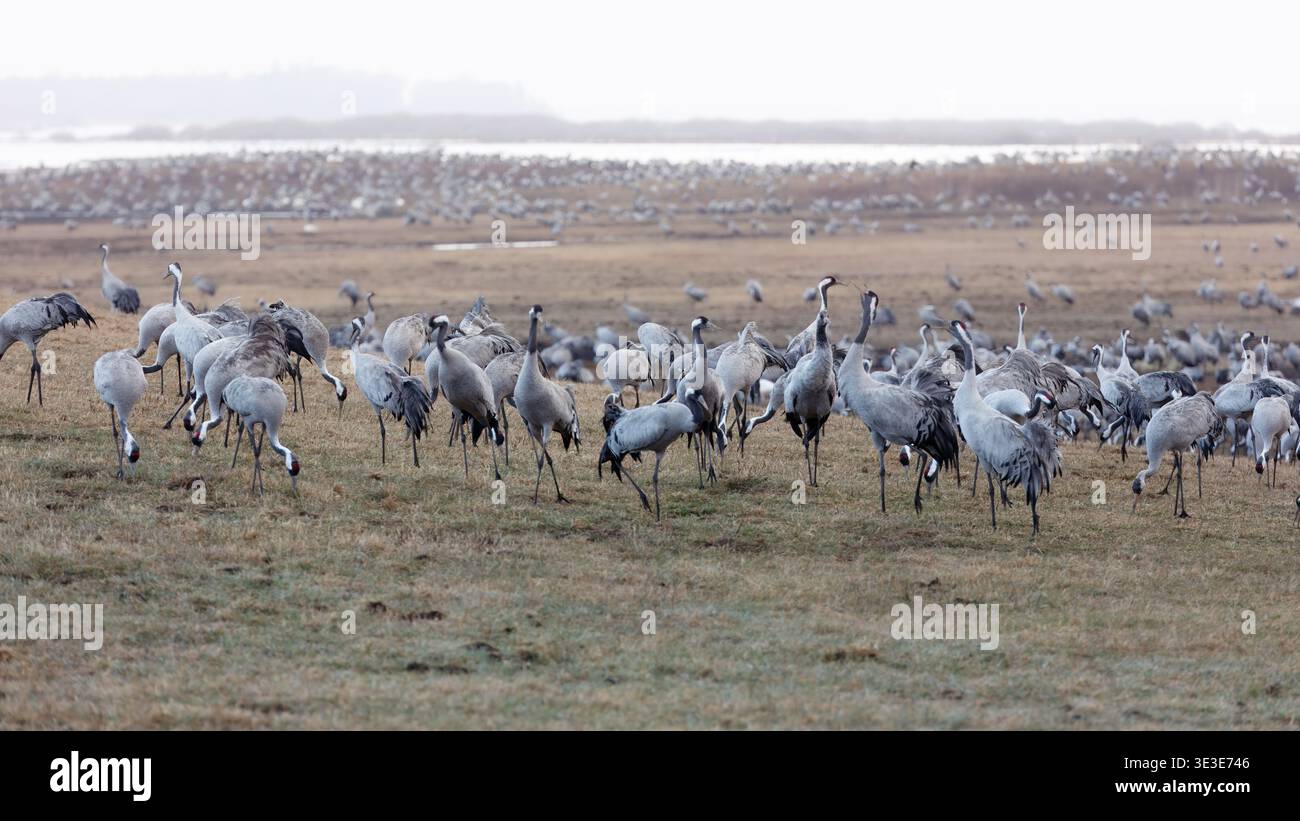 Energia primaverile di interazione con gru grigie, movimento, campo aperto e dinamiche di gruppo nel mare di Hornborgasjon in Svezia, comportamento della fauna selvatica e stagionale Foto Stock