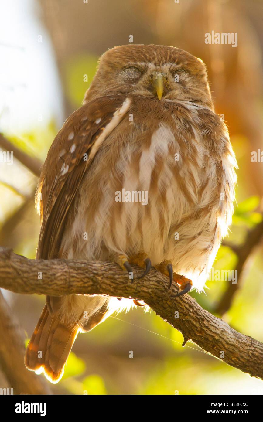 Ferruginoso gufo di Pigmeo (Glaucidium brasilianum) la mattina presto. Guanacaste, Costa Rica. Foto Stock