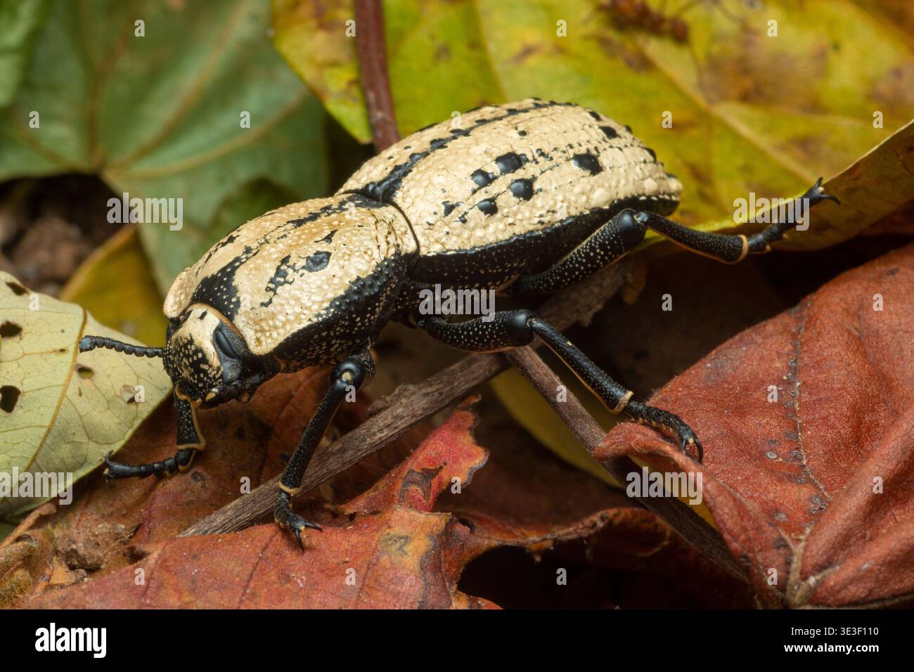 Insetto gioiello o makech (Zopherus chilensis). Estación Experimental Forestal Horizontes; Guanacaste; Costa Rica. Foto Stock
