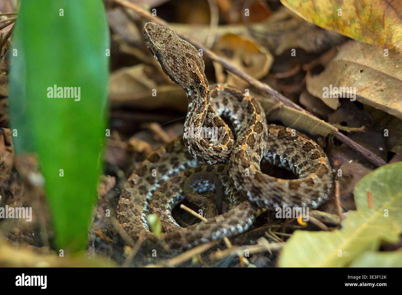 Foresta secca Hognosed Pitviper (Porthidium ophryomegas) sul fondo della foresta, Guanacaste, Costa Rica. Foto Stock