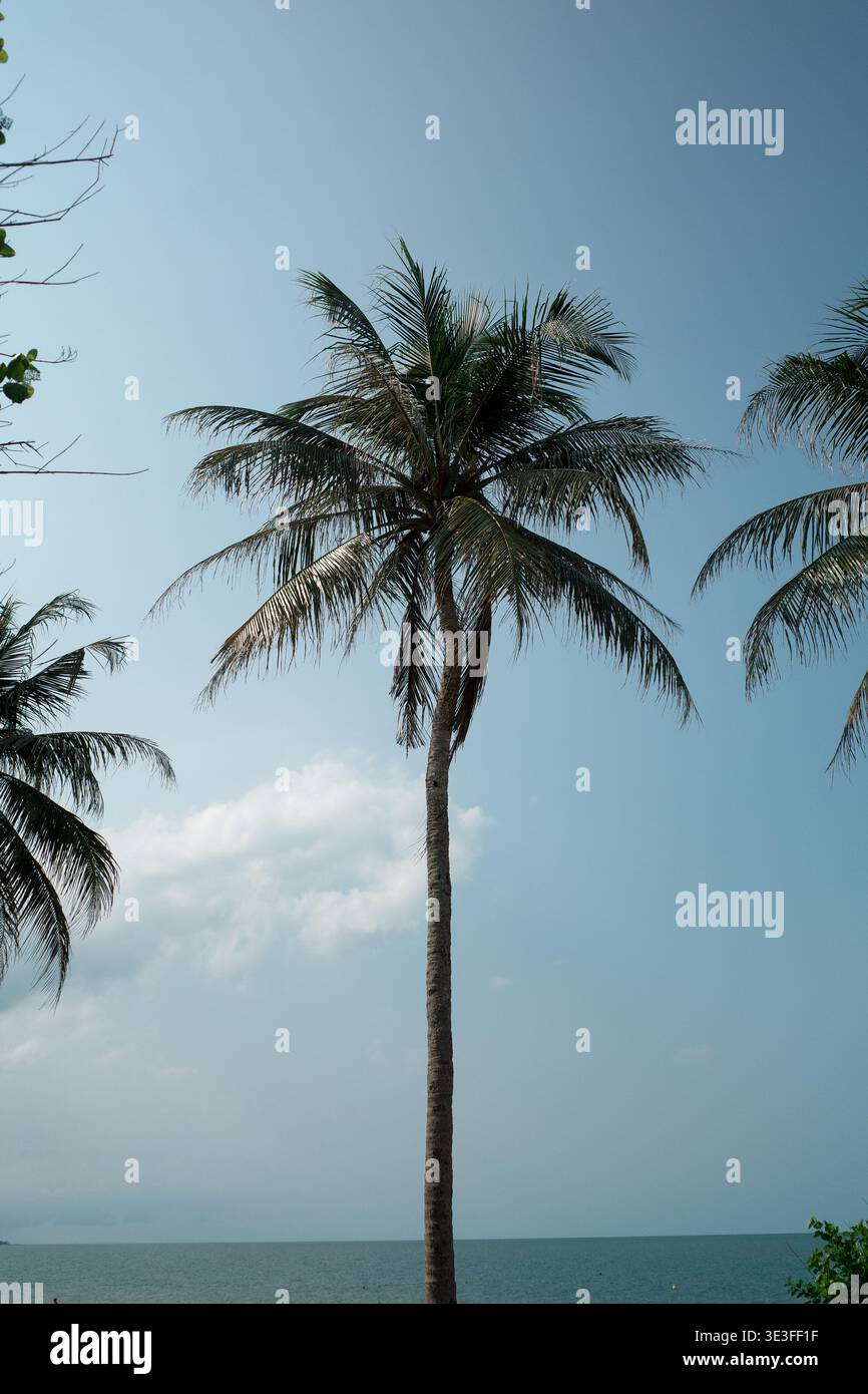 L'alta palma si erge accanto alle calme acque dell'oceano. Il cielo sopra è trasparente con morbide nuvole bianche. Le palme da cocco fanno da cornice alla tranquilla scena costiera. Bellezza naturale Foto Stock