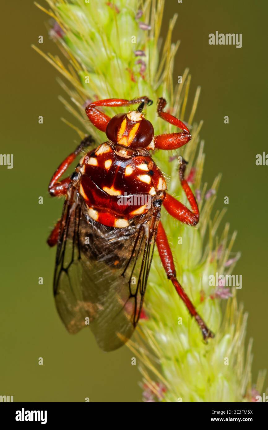 Un variopinto mosca di bestiame (Hippobosca rufipes) seduto in una pianta, il Sudafrica Foto Stock