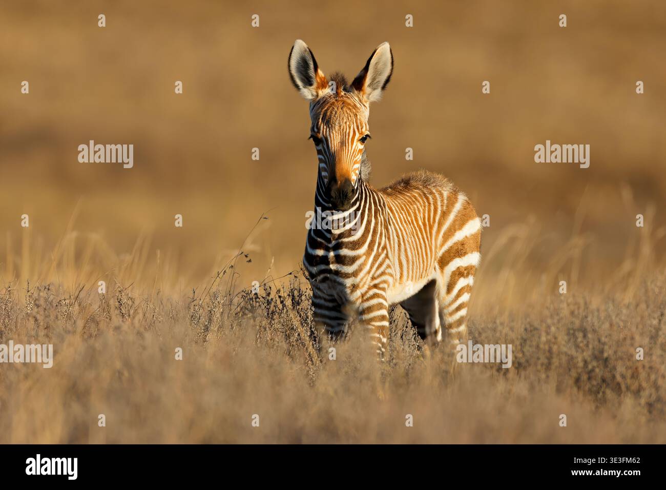 Una giovane zebra di montagna del Capo (Equus zebra) puledro nell'habitat naturale, Mountain Zebra National Park, Sudafrica Foto Stock