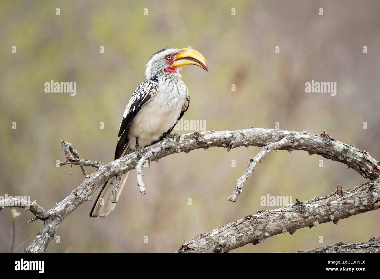 Carpino giallo del sud, Tockus leucomelas, riserva naturale di Timbavati, Sudafrica Foto Stock
