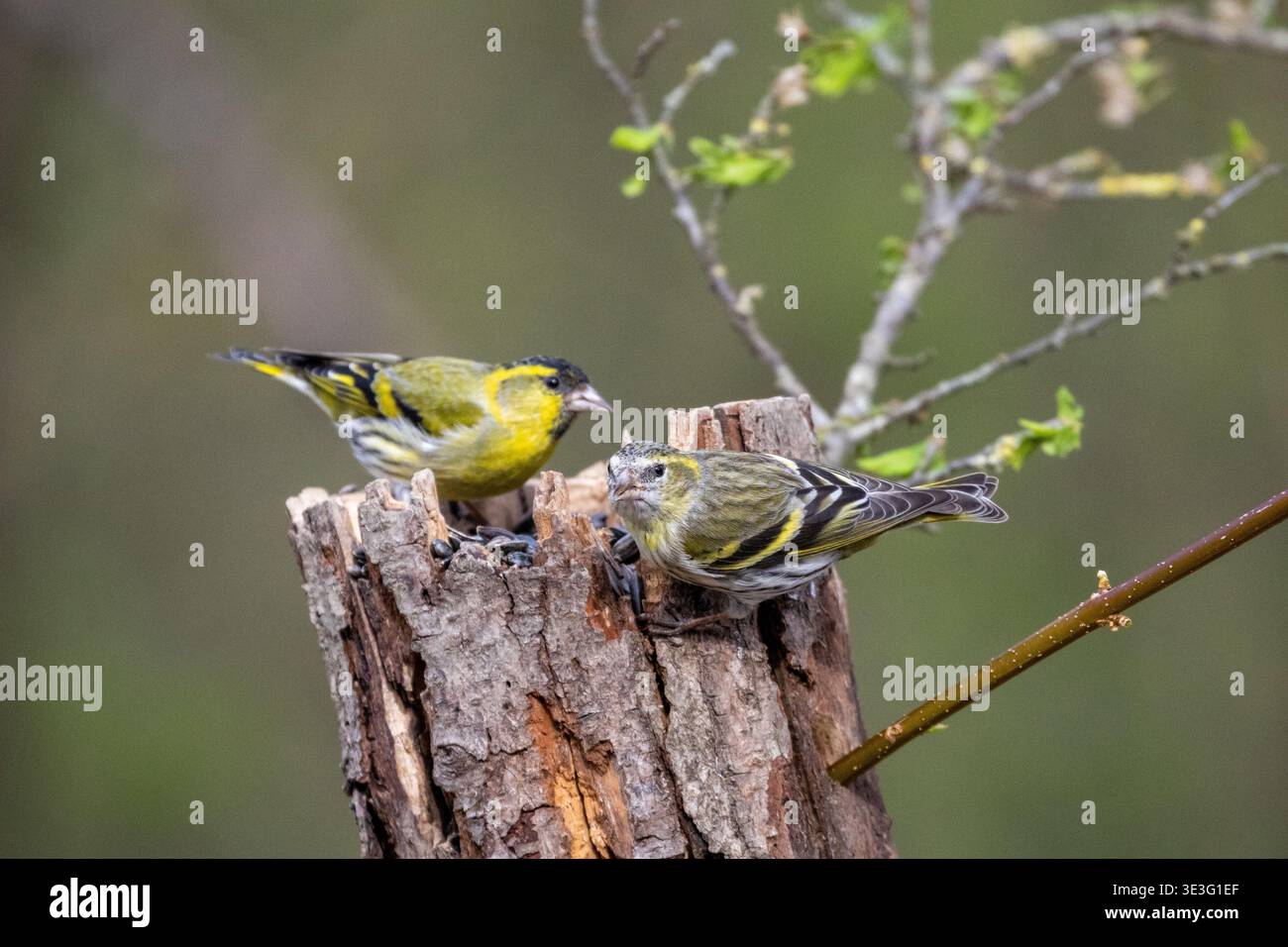 Un paio di siskins eurasiatici su un ceppo d'albero a Firenze Foto Stock
