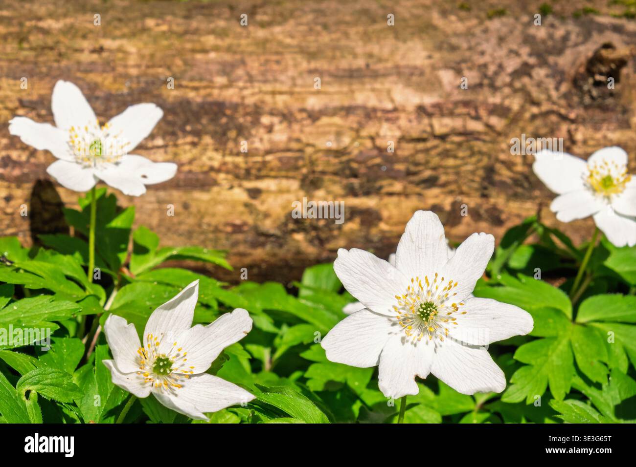 Primo piano a Wood anemones in fiore in primavera Foto Stock