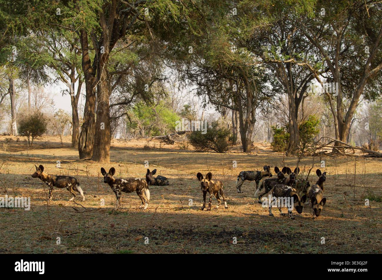 Branco di cani selvatici africani, pictus di Lycaon, Parco Nazionale Luangwa settentrionale, Zambia Foto Stock