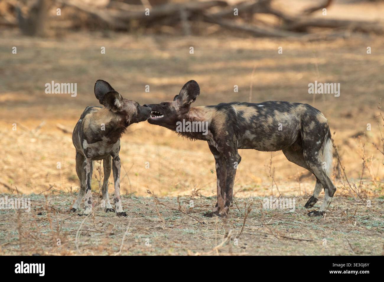 Cucciolo di cane selvatico africano, Lycaon pictus, North Luangwa National Park, Zambia Foto Stock