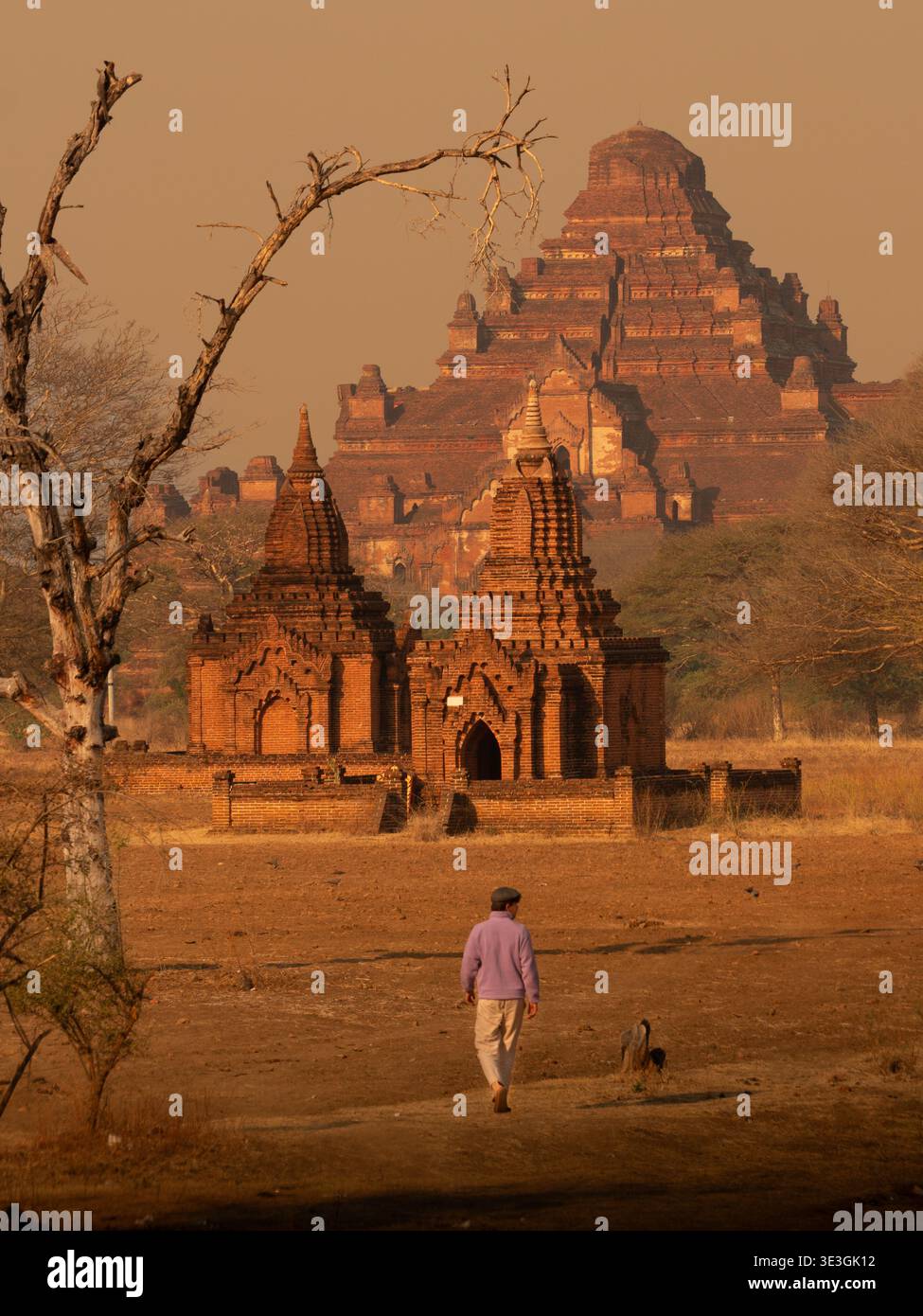 Old Bagan, Myanmar - 18 febbraio 2026: Veduta dei templi Bagan dai toni ocra che si innalzano maestosamente all'orizzonte, testimoniata da un solo vagabondo. Foto Stock
