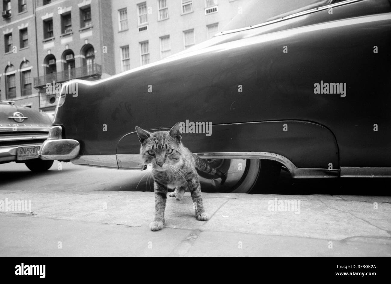 Dagli anni '1950, questa foto di strada di Angelo Rizzuto cattura un gatto tenebroso su un marciapiede di New York. Il felino si trova di fronte a una classica auto d'epoca, con condomini che fungono da sfondo, raffiguranti una scena urbana di tutti i giorni. Foto Stock