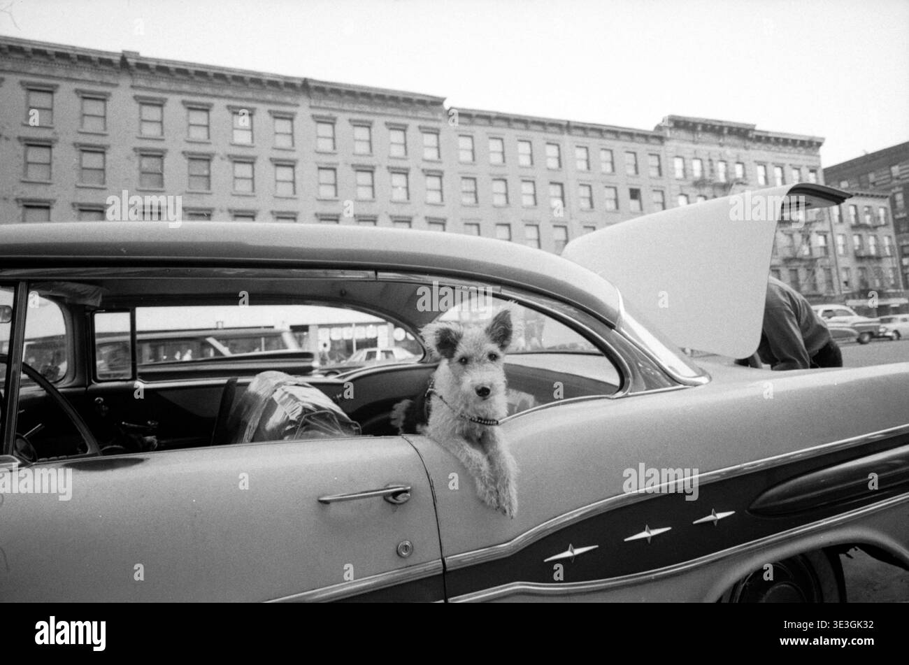 Dagli anni '1950, questa fotografia di strada in bianco e nero, probabilmente di Angelo Rizzuto, cattura una scena affascinante nella New York d'epoca. Un terrier a pelo metallico si inclina fuori dal finestrino di un'auto classica, mentre sullo sfondo una persona lavora sul bagagliaio di un altro veicolo con edifici storici in pietra arenaria che fiancheggiano la strada. Foto Stock