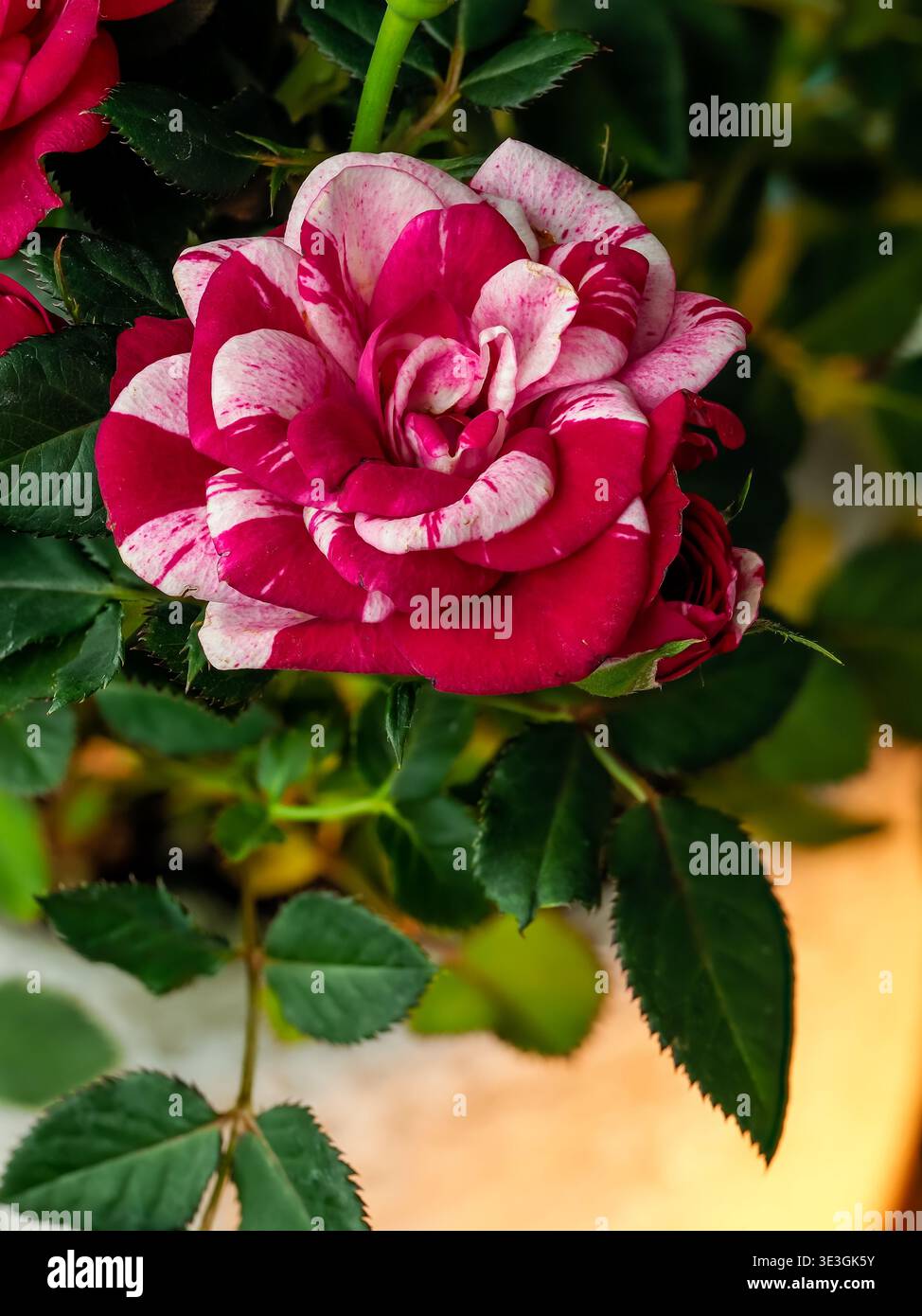 rosa rossa con strisce bianche, combinazione di colori unica di petali, accattivante, sofisticato, in un ambiente naturale, fiorente, bouquet di fiori c Foto Stock