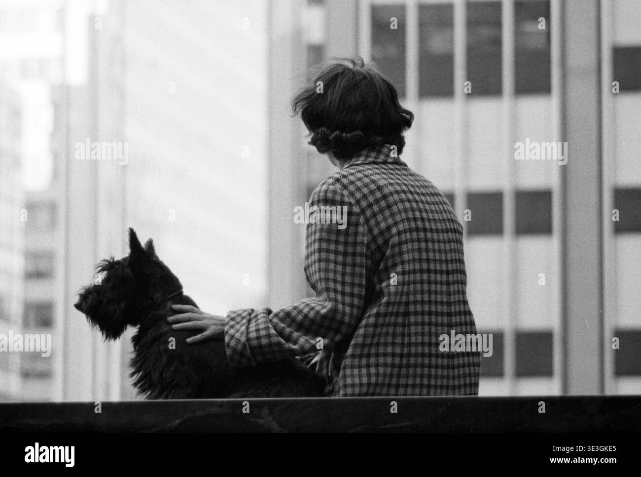 Catturata da Angelo Rizzuto, questa suggestiva fotografia in bianco e nero degli anni '1950 mostra una donna da dietro che accarezza delicatamente un Terrier scozzese. Indossa un classico cappotto a quadri, che incarna la moda vintage e la vita quotidiana osservata nella vecchia New York. Foto Stock