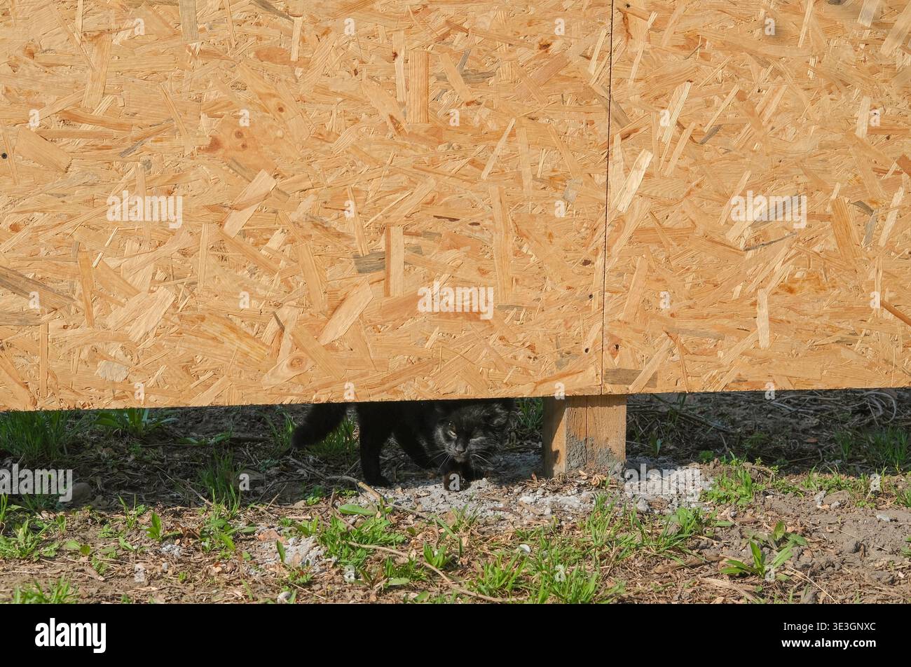 Il gatto cammina sotto una struttura in legno su un terreno con erba e terreno Foto Stock