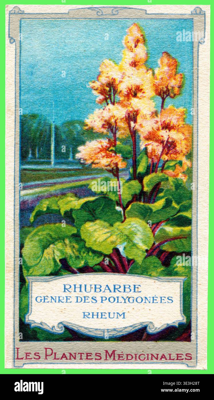 Francia. Les Plantes Médicinales. Colección de cromos franceses. Ruibarbo. Planta herbácea de la familia de las poligonáceas, con hojas radicales, grandes, pecioladas, de borde dentado y sinuoso, ásperas por encima, nervudas y vellosas por debajo, y flores amarillas o verdes. Años 1950. Foto Stock