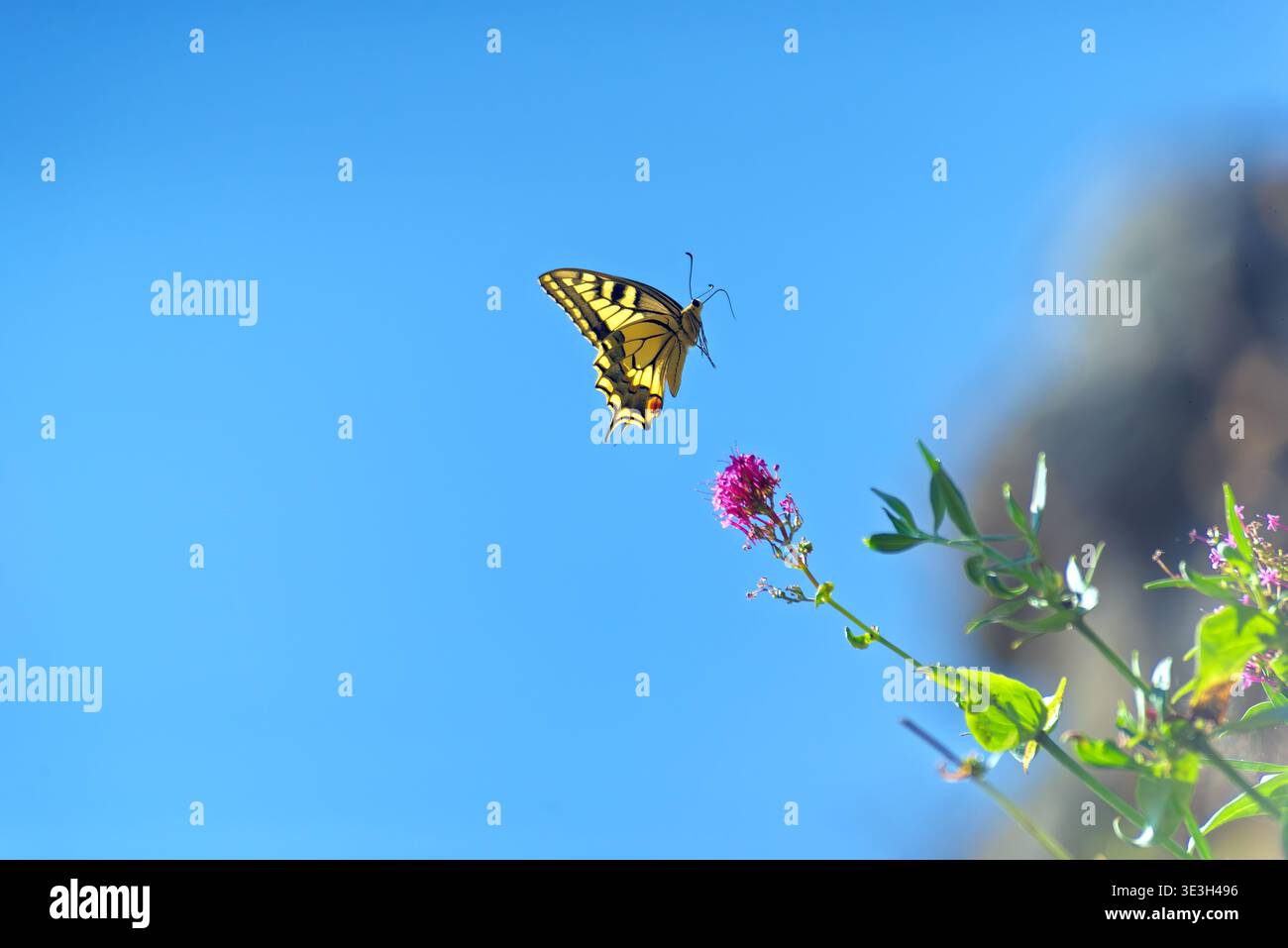 Farfalla di coda di rondine che prende il volo da un fiore rosa contro il cielo blu Foto Stock